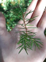 Juniperus rigida