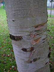 Betula utilis jacquemontii