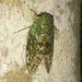 Whining Forest Cicada - Photo (c) Ricky Taylor, some rights reserved (CC BY-NC), uploaded by Ricky Taylor