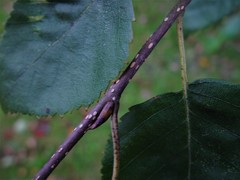 Betula utilis jacquemontii