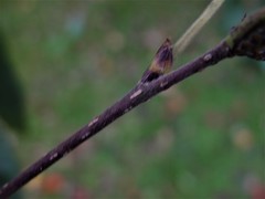 Betula utilis jacquemontii