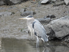 Ardea herodias