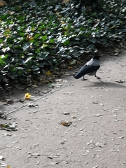 Corvus cornix