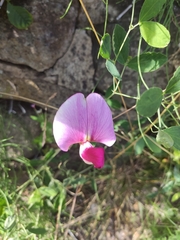 Lathyrus grandiflorus