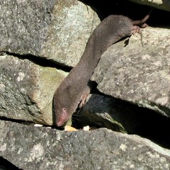 Northern Short-Tailed Shrew photo 4