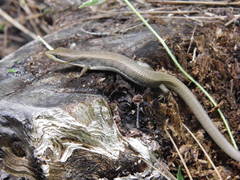 Gerrhonotus liocephalus