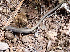 Gerrhonotus liocephalus