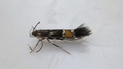 Cosmopterix clemensella