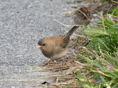 Junco hyemalis