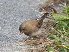 Junco hyemalis