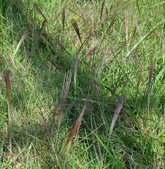 Chloris verticillata