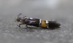 Cosmopterix clemensella