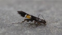 Cosmopterix clemensella