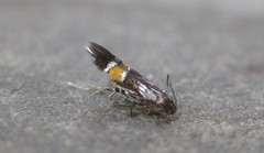 Cosmopterix clemensella