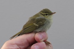 Phylloscopus plumbeitarsus