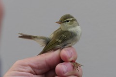 Phylloscopus plumbeitarsus