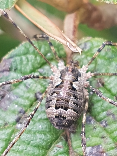Lacinius dentiger, photo 2 of 10