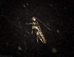 Mothonodes obusta