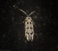 Ethmia sphaerosticha