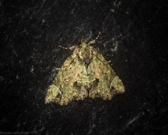 Tamba conscripta