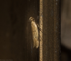Atheropla nigricincta