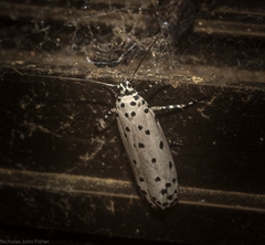 Ethmia thoraea