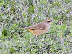 Setophaga palmarum