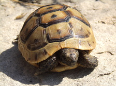 Testudo graeca