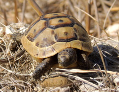 Testudo graeca