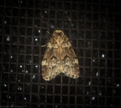 Scaphidriotis xylogramma