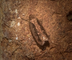 Erythrobapta haemalea