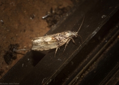 Lichenaula phloeochroa