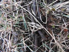 Isturgia disputaria