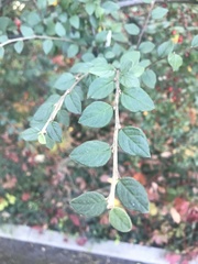 Cotoneaster wardii