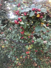 Cotoneaster wardii