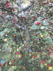 Cotoneaster wardii