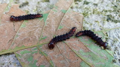 Janatella leucodesma