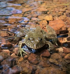 Euphlyctis cyanophlyctis