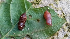 Janatella leucodesma
