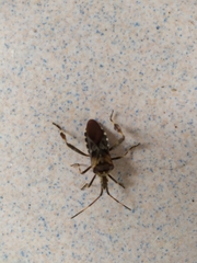 Leptoglossus occidentalis