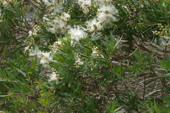 Melaleuca linariifolia