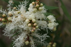 Melaleuca linariifolia