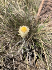 Helichrysum swynnertonii