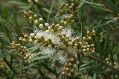 Melaleuca linariifolia