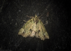Tamba conscripta