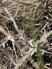 Helichrysum swynnertonii