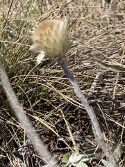 Helichrysum swynnertonii