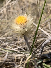 Helichrysum swynnertonii