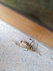 Leptoglossus occidentalis