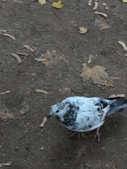 Columba livia domestica